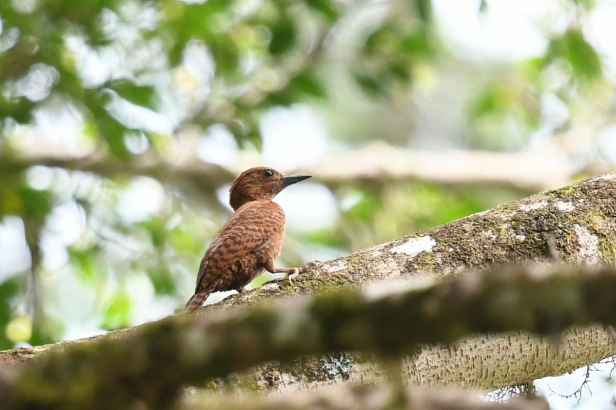 Rufous Woodpecker - ML638092433