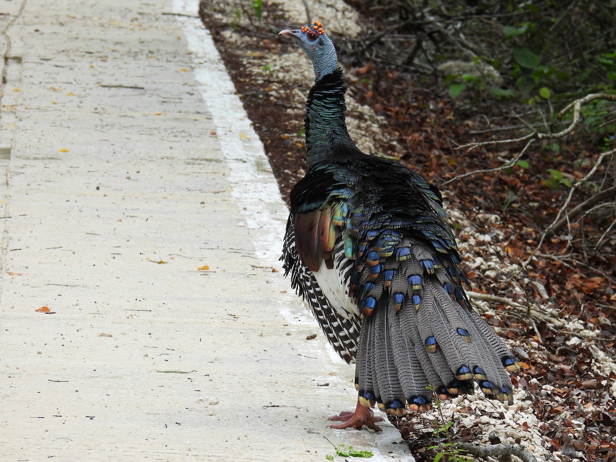 Ocellated Turkey - ML638092439