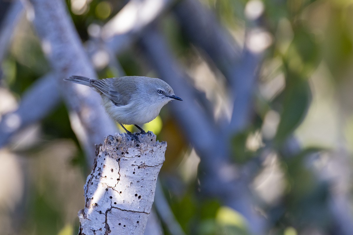 Dusky Gerygone - ML638092448