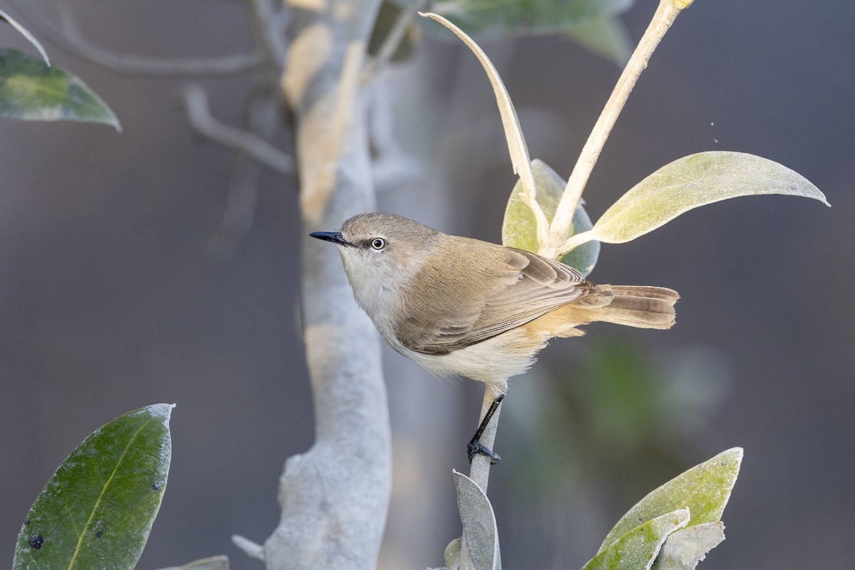 Dusky Gerygone - ML638092449