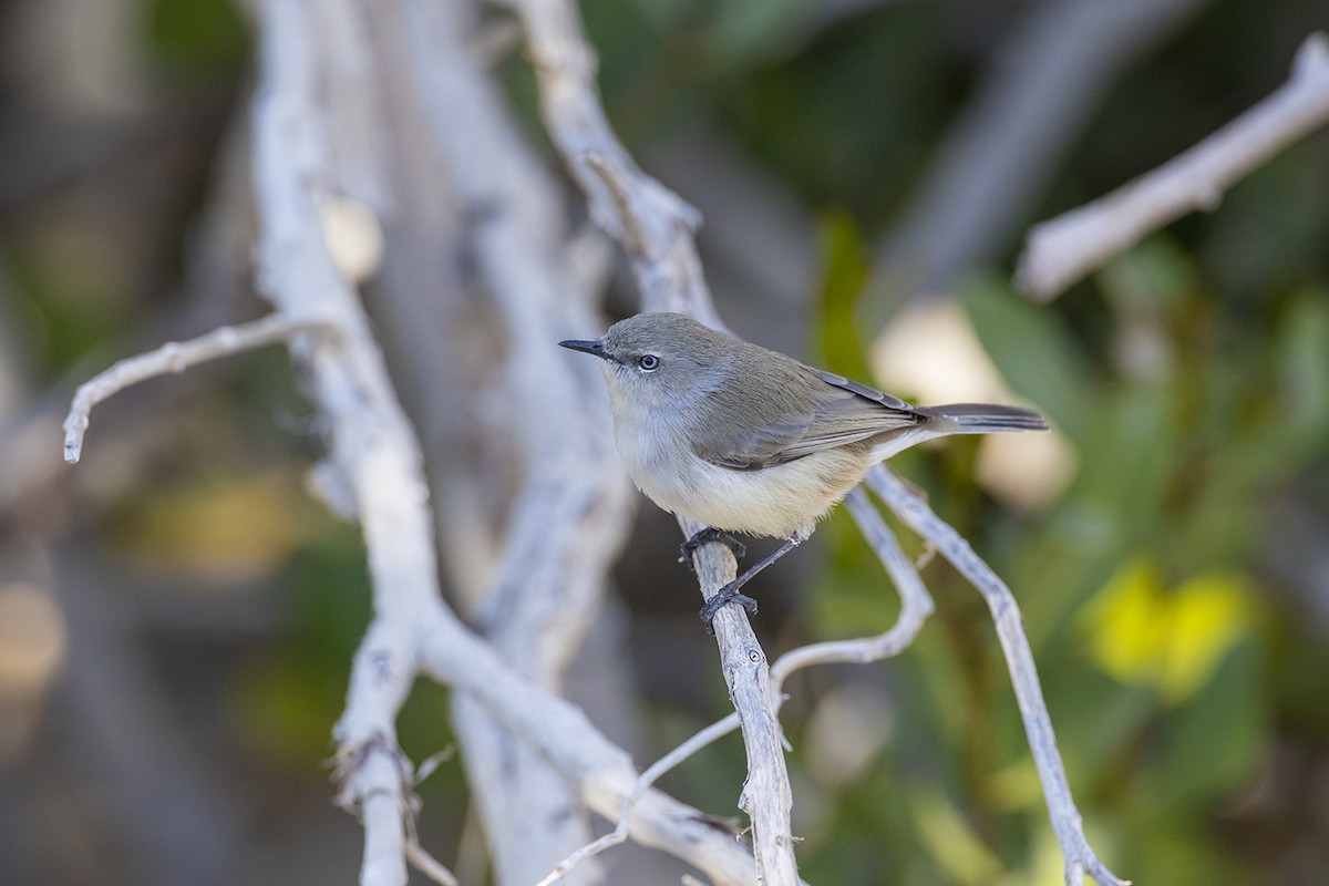 Dusky Gerygone - ML638092450