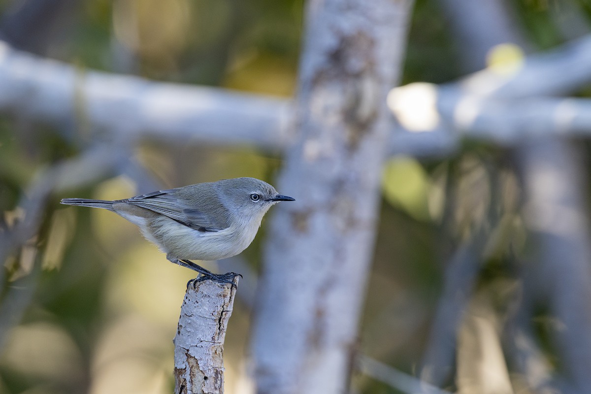 Dusky Gerygone - ML638092451