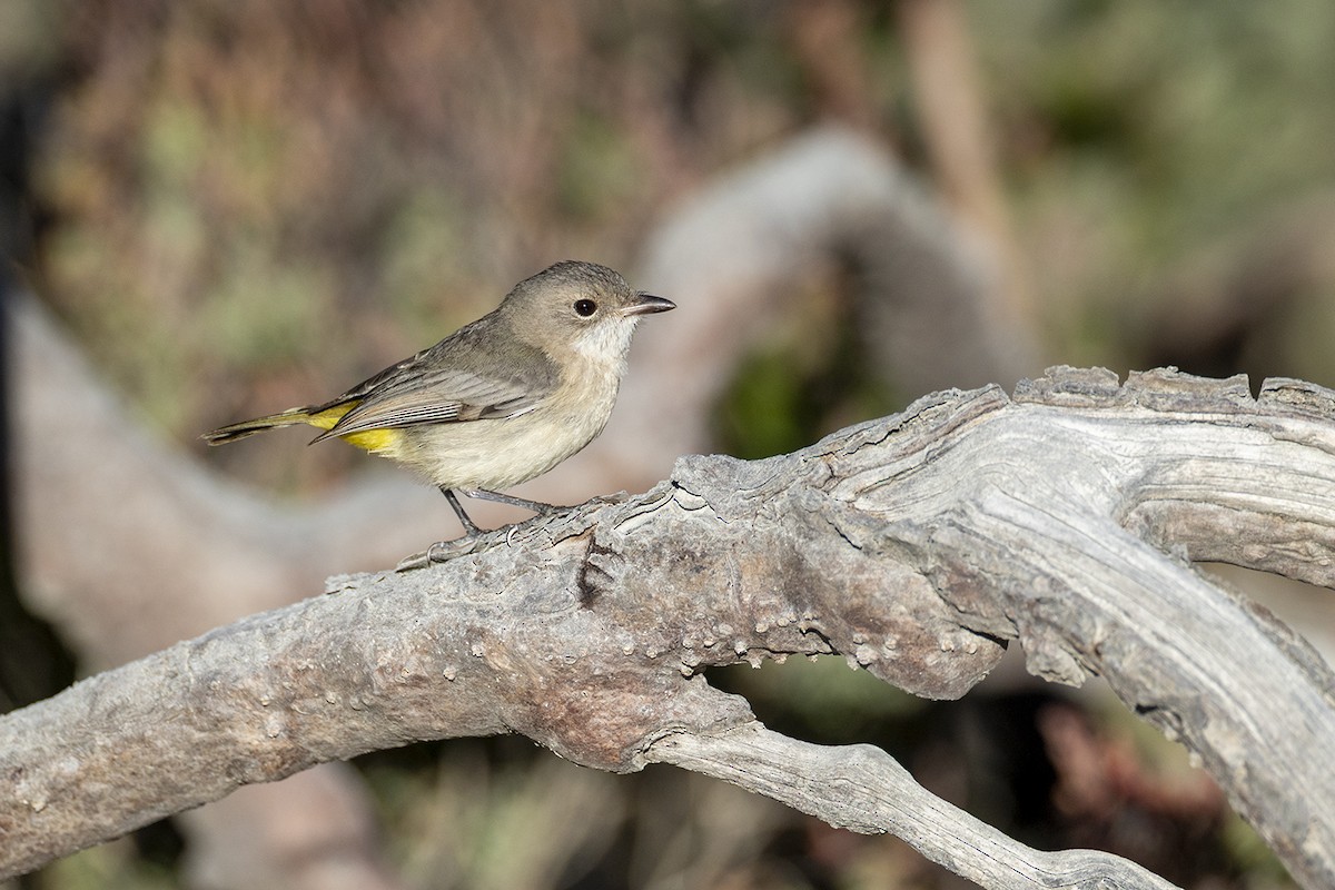 Black-tailed Whistler - ML638092454