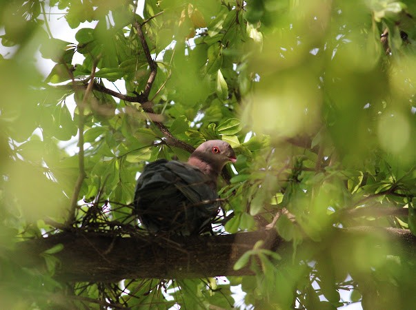 Red-billed Pigeon - ML638092456