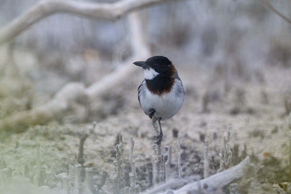 White-breasted Whistler - ML638092464