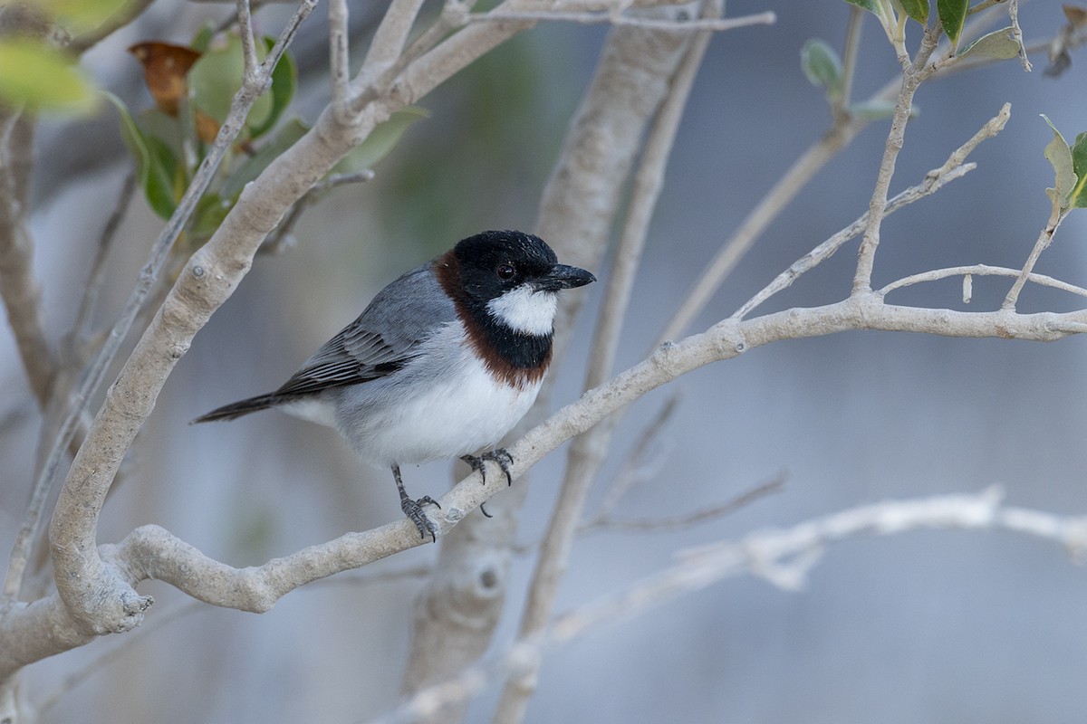 White-breasted Whistler - ML638092466