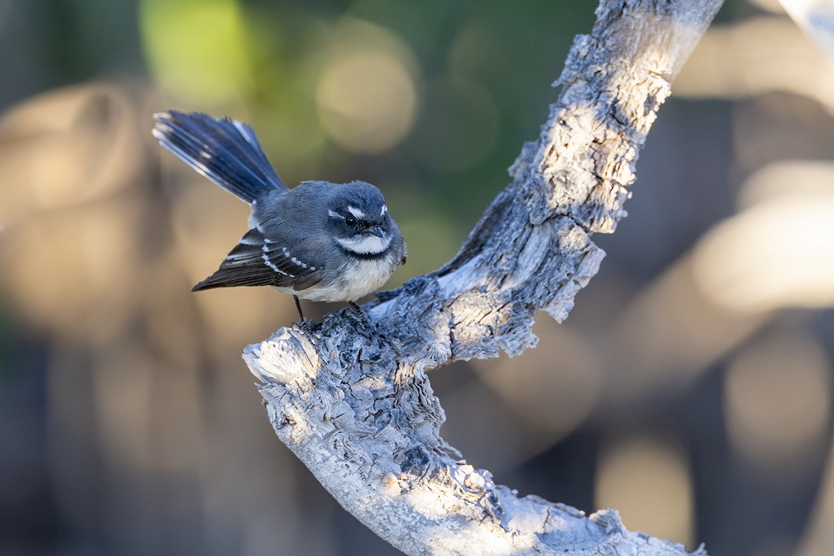 Mangrove Fantail - ML638092468