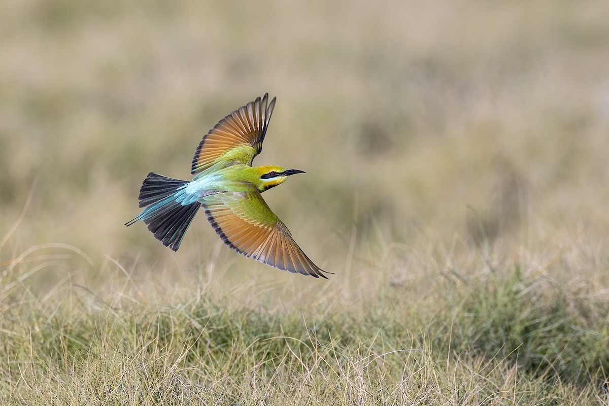 Rainbow Bee-eater - ML638092482