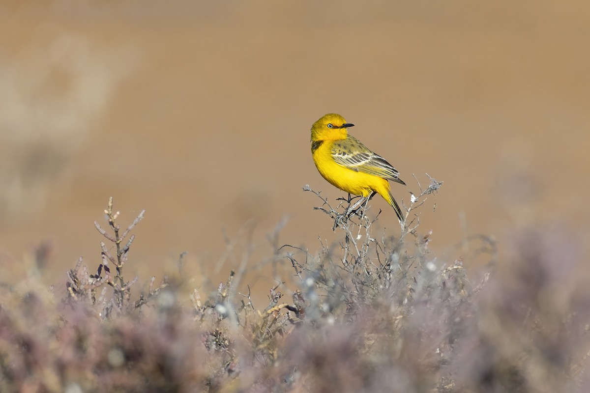 Yellow Chat - ML638092484