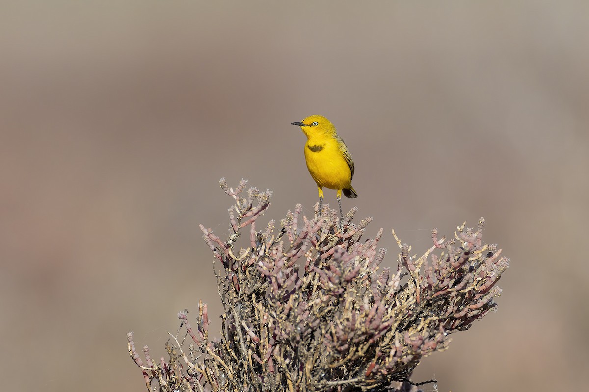 Yellow Chat - ML638092485