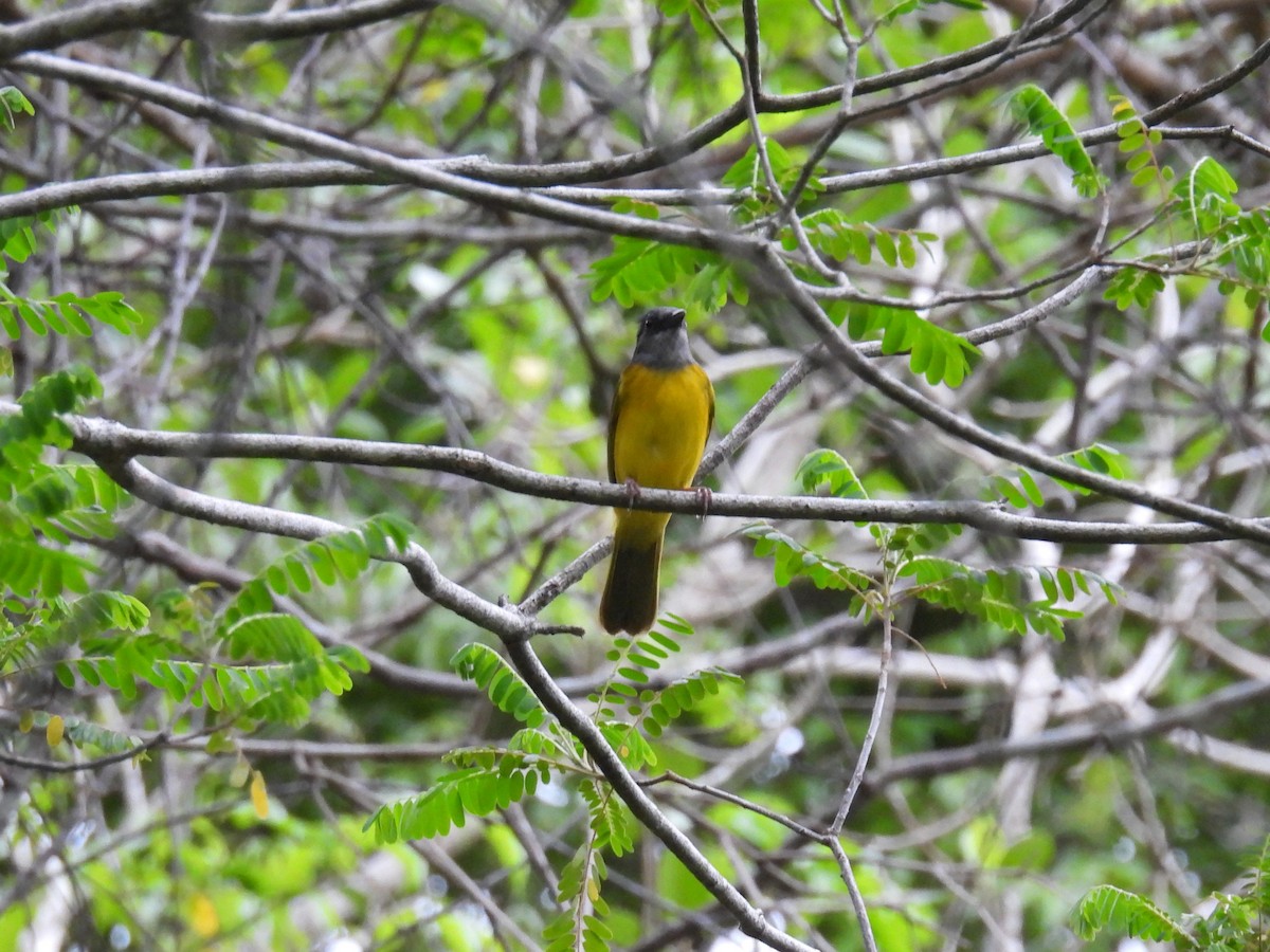 Gray-headed Tanager - ML638092505