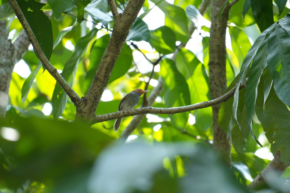 Ashy Tailorbird - ML638092506