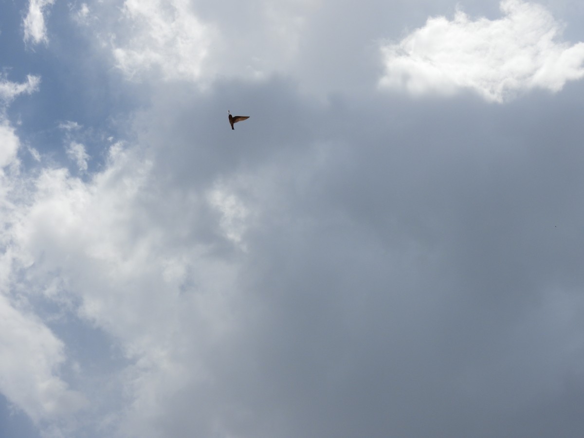 Cave Swallow (Yucatan) - ML638092516