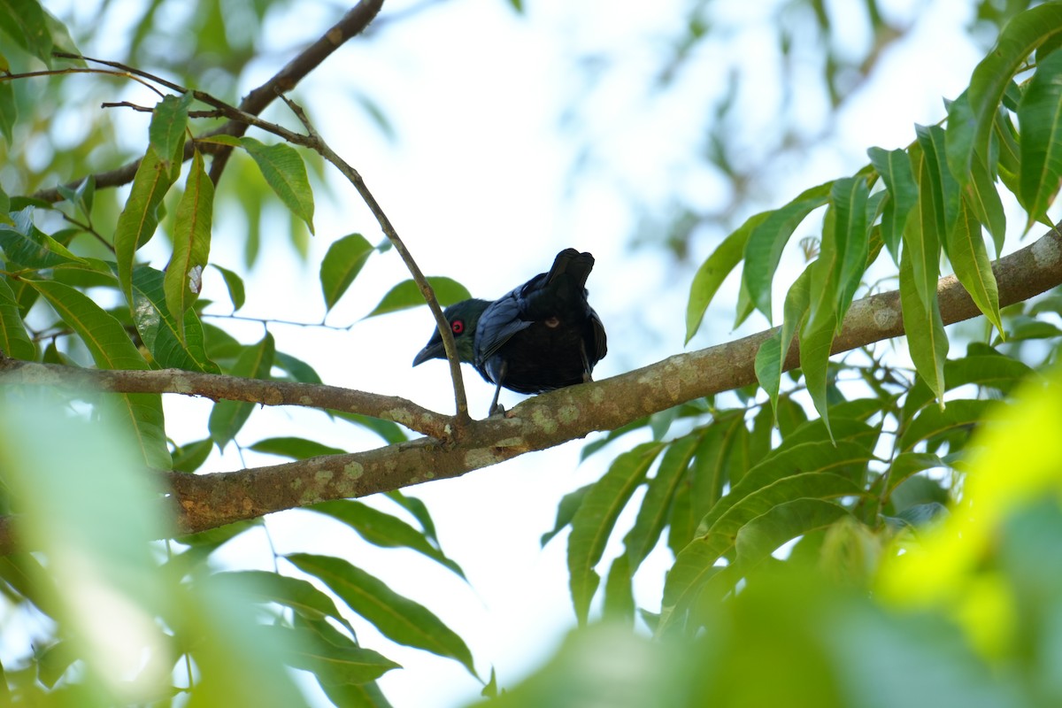 Asian Glossy Starling - ML638092518