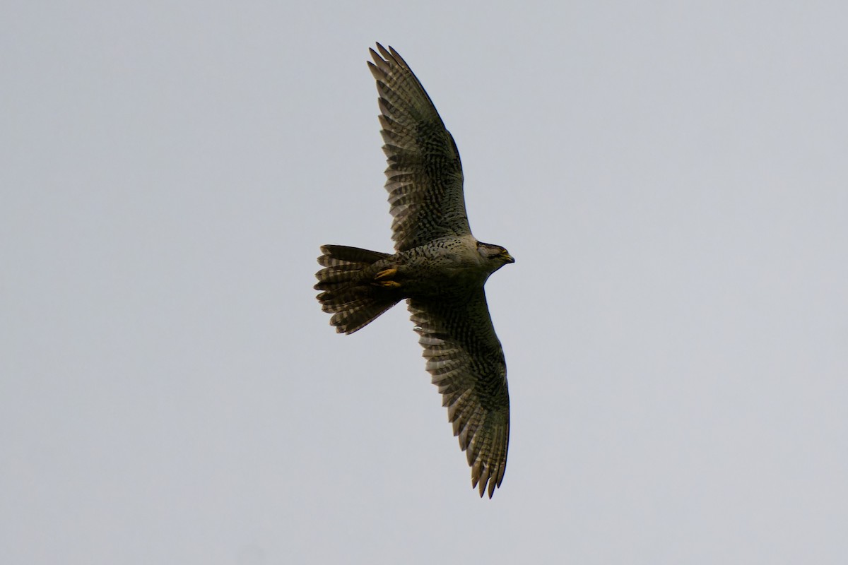 Saker Falcon - ML638092538