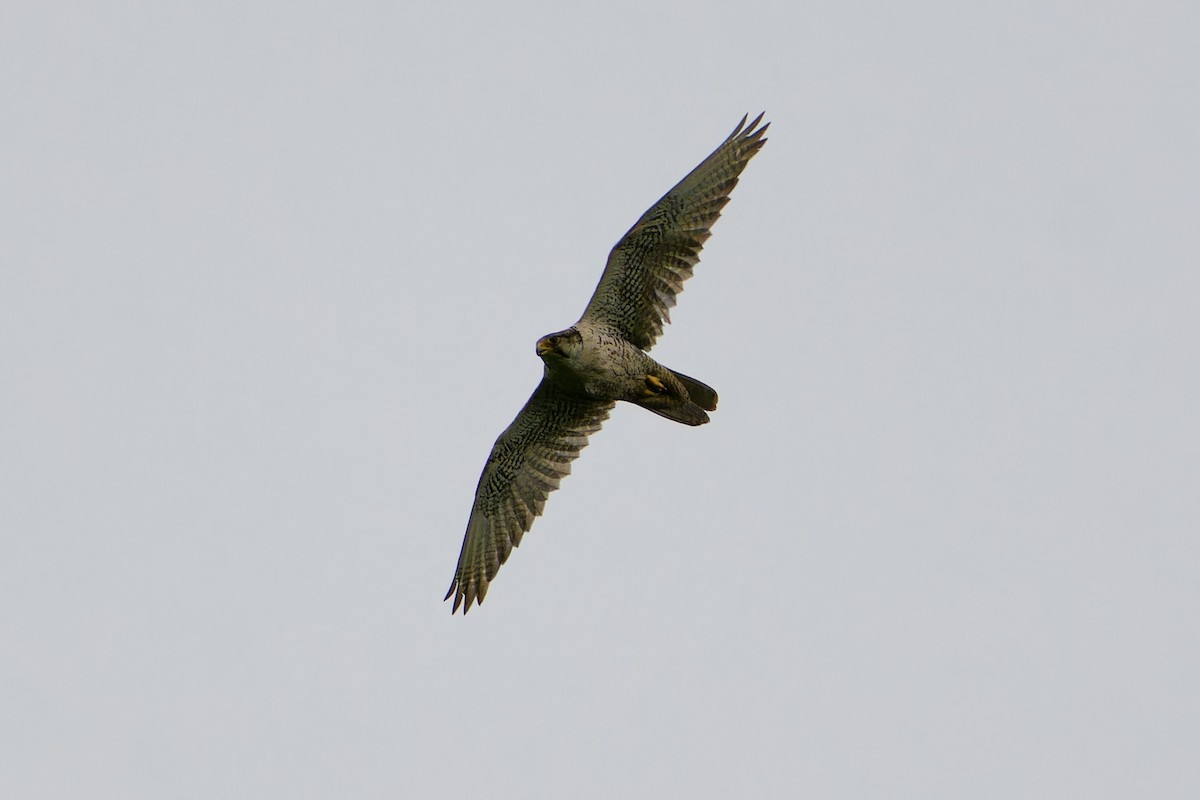 Saker Falcon - ML638092539