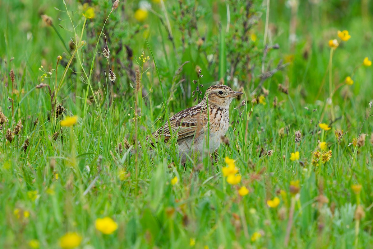 Oriental Skylark - ML638092550