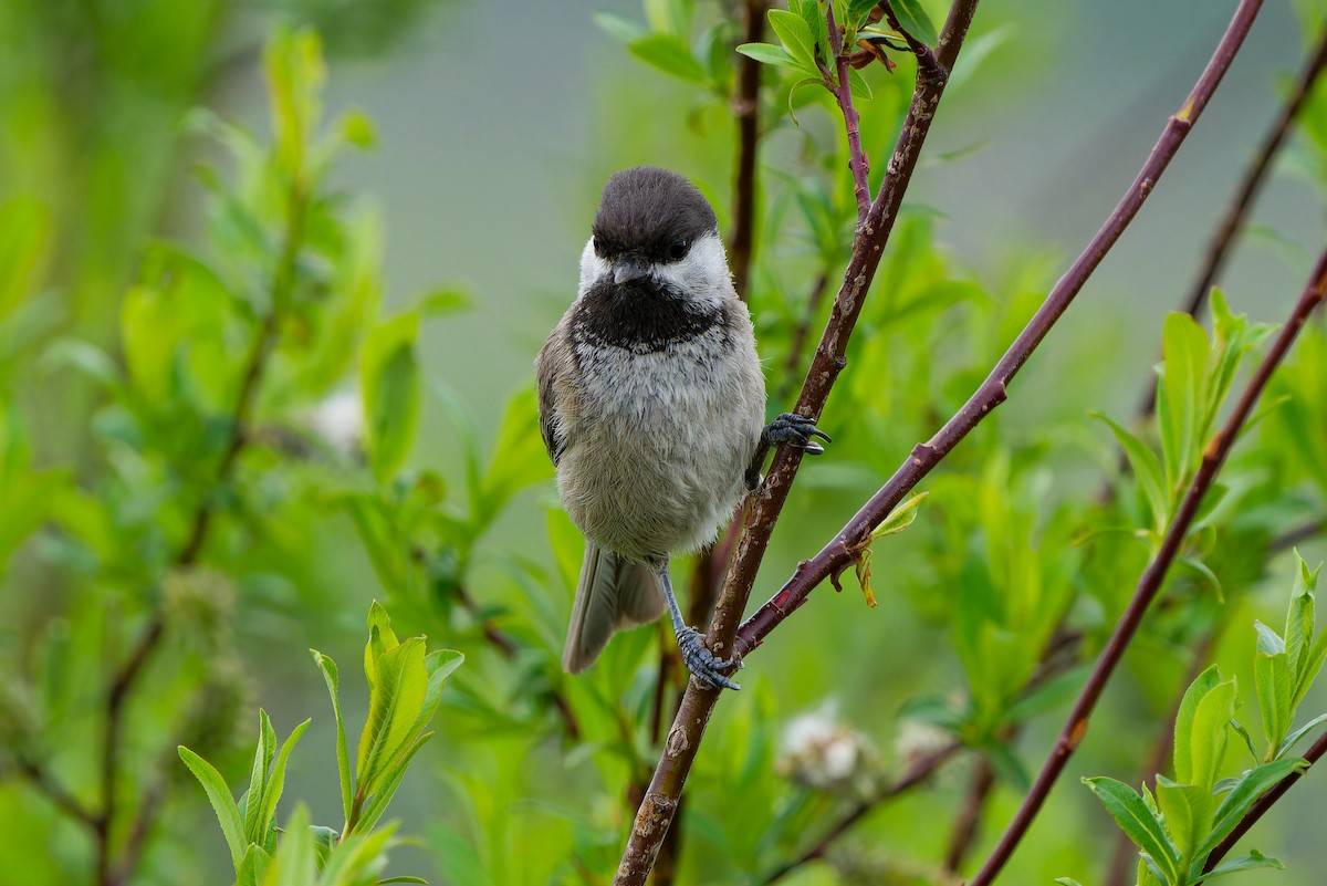 Sichuan Tit - ML638092552