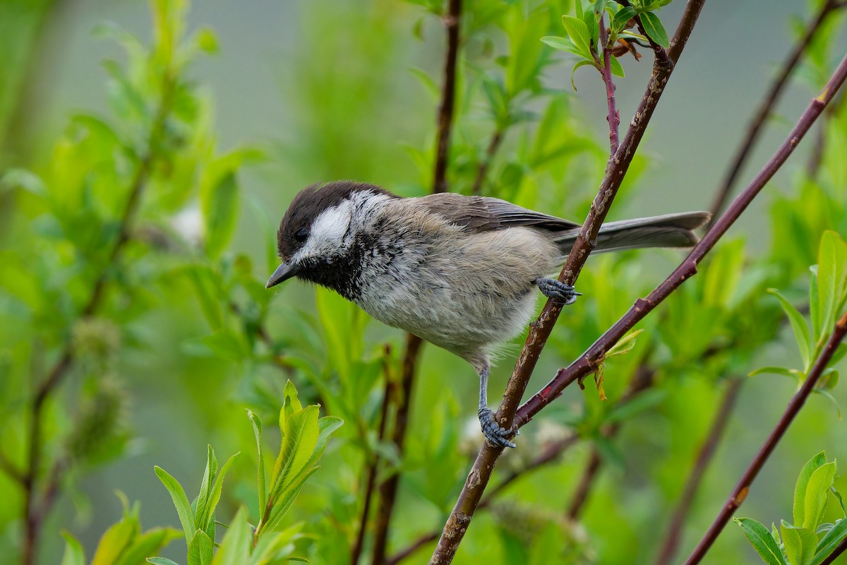Sichuan Tit - ML638092553