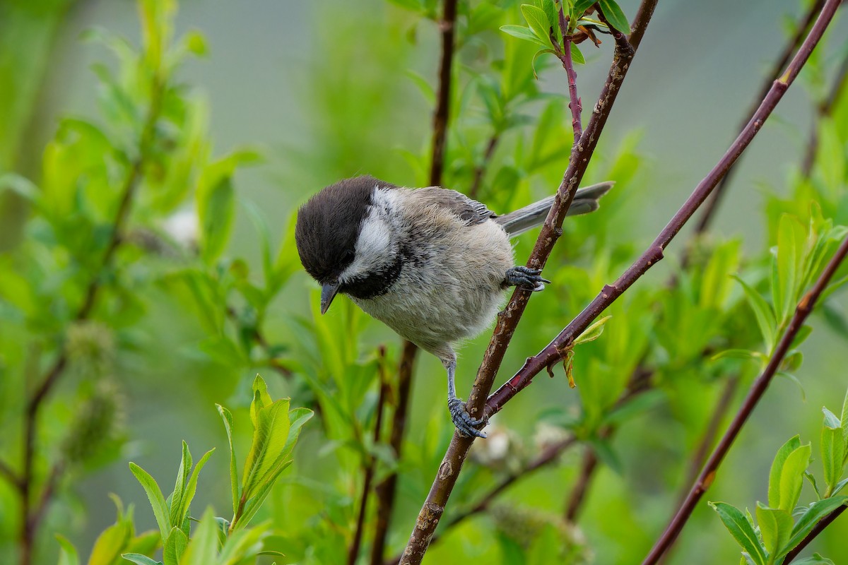 Sichuan Tit - ML638092554