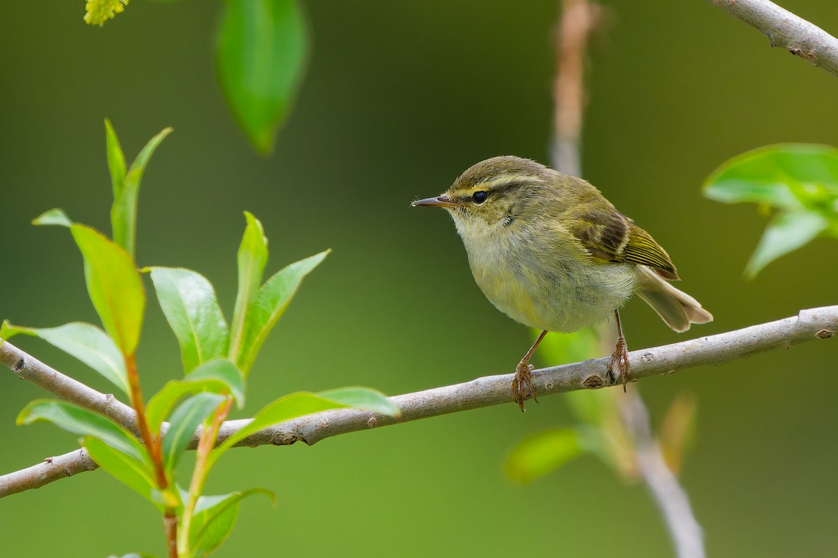 Hume's Warbler - ML638092557