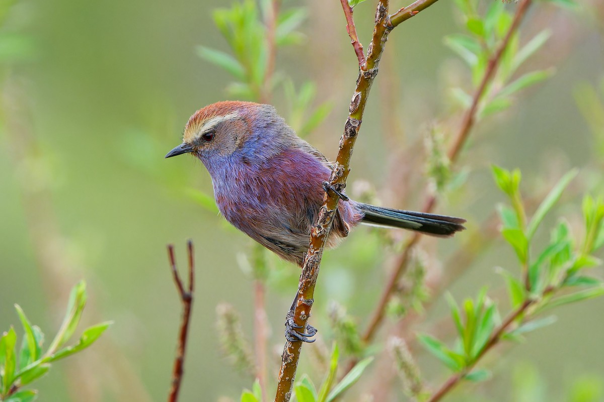 White-browed Tit-Warbler - ML638092562