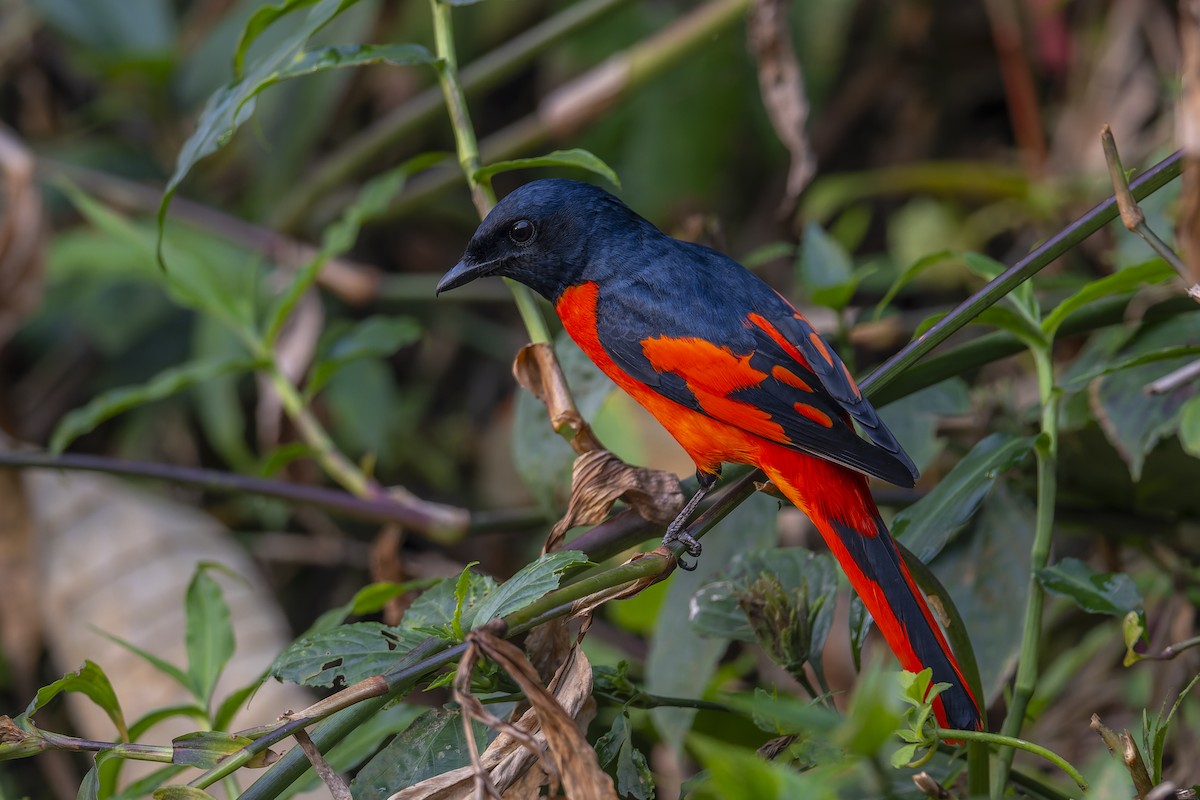 Kırmızı Minivet - ML638092578