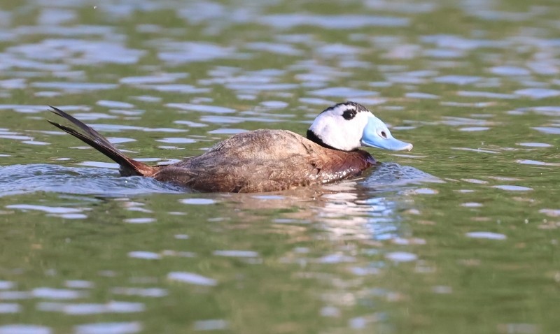 White-headed Duck - ML638092588