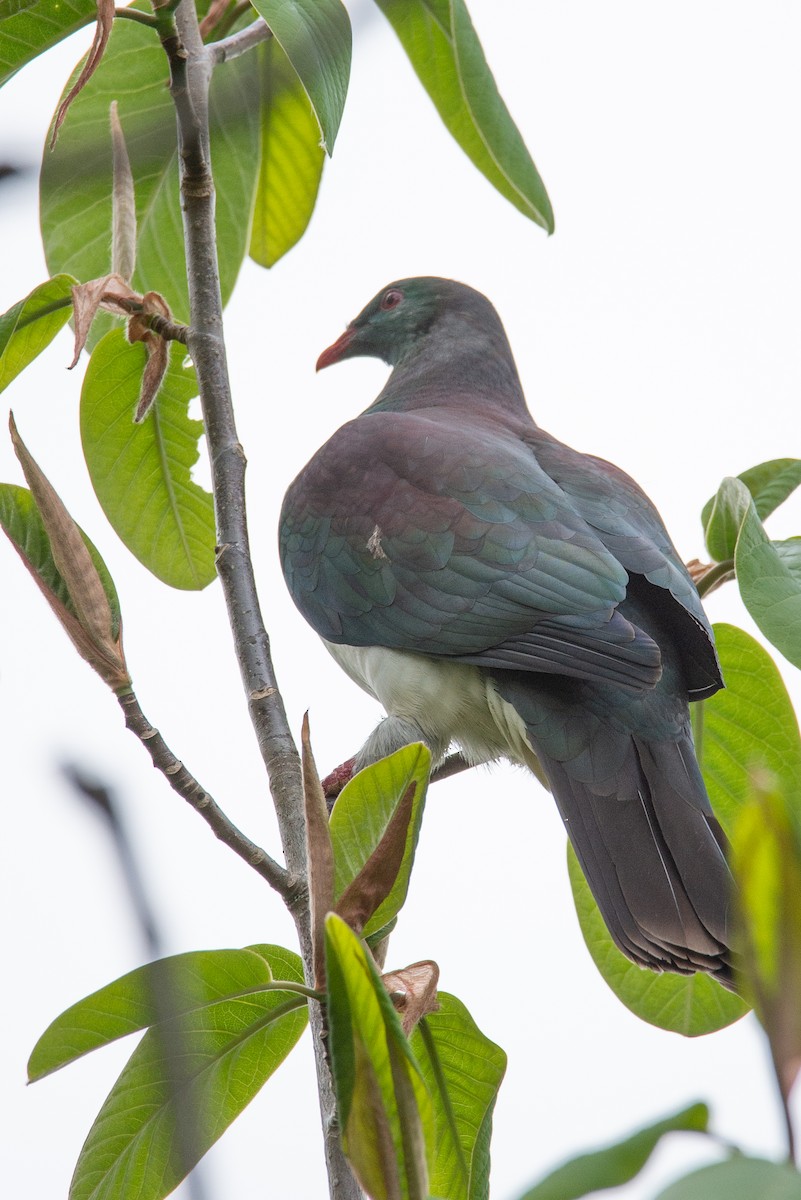 New Zealand Pigeon - ML638092591