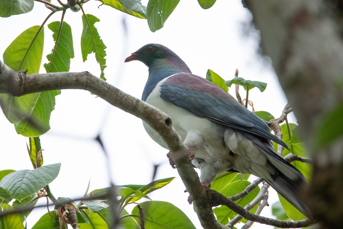 New Zealand Pigeon - ML638092593