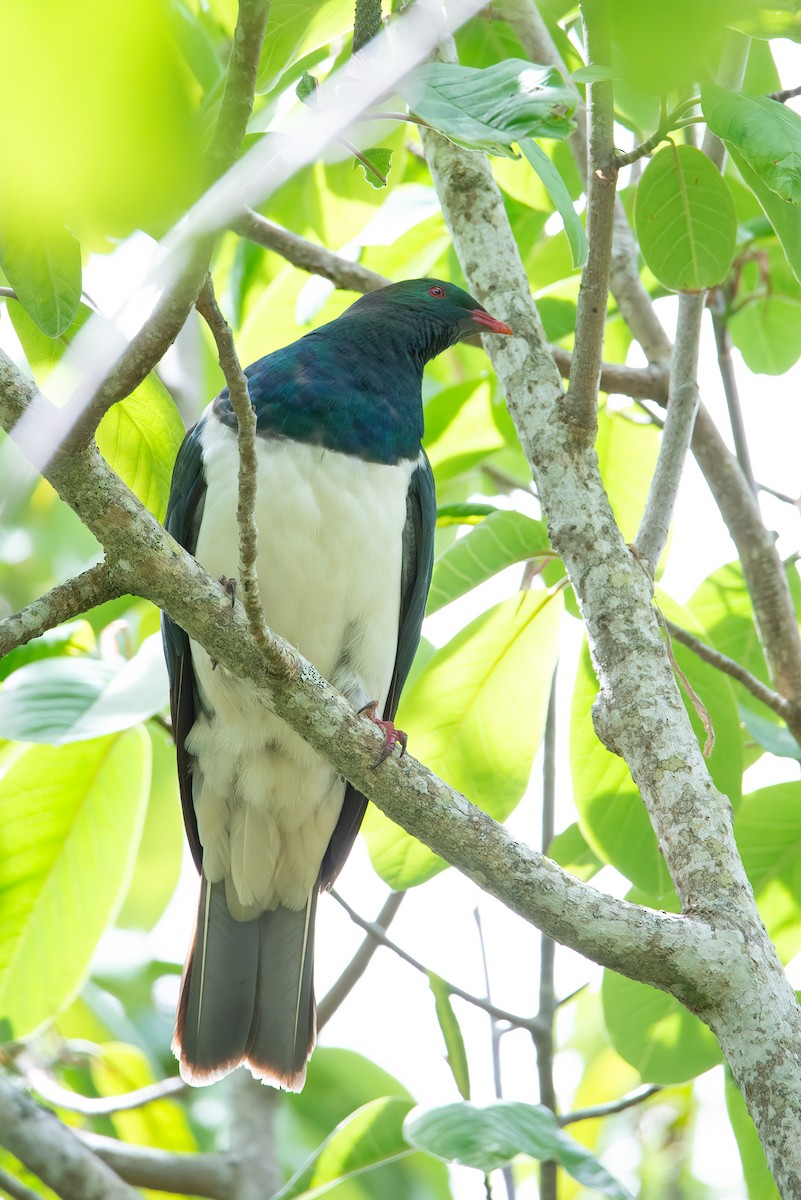 New Zealand Pigeon - ML638092594