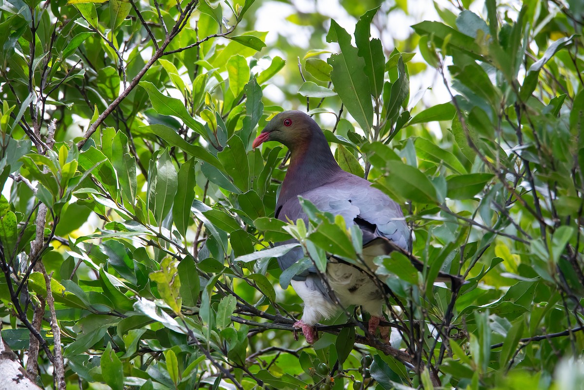 New Zealand Pigeon - ML638092595