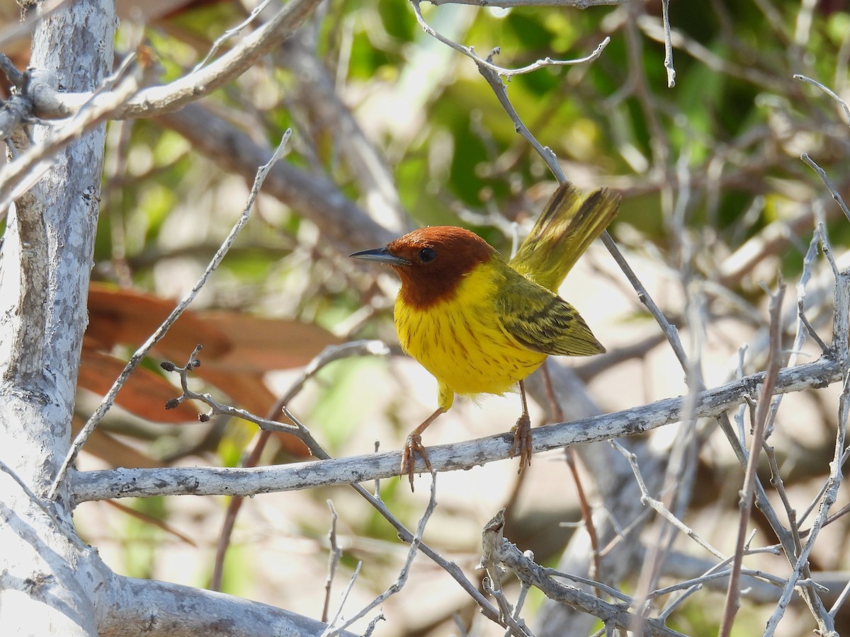 Yellow Warbler (Mangrove) - ML638092632