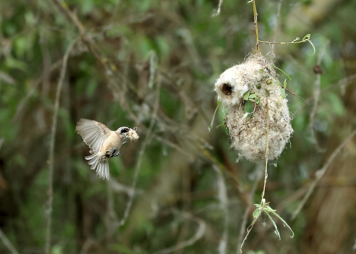 Eurasian Penduline-Tit - ML638092639