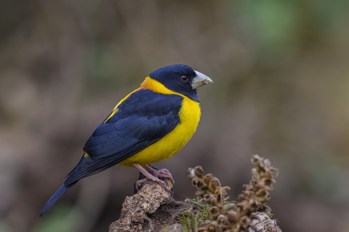 Collared Grosbeak - ML638092643