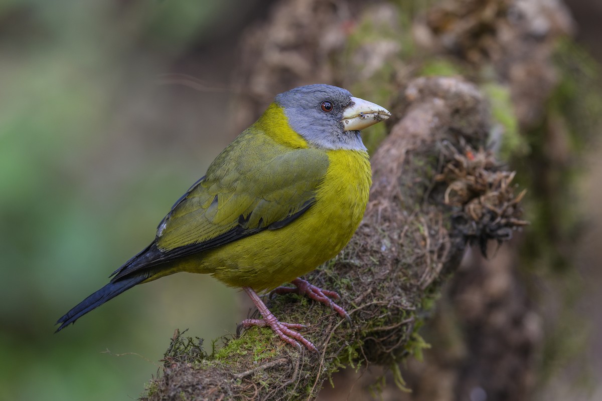 Collared Grosbeak - ML638092644