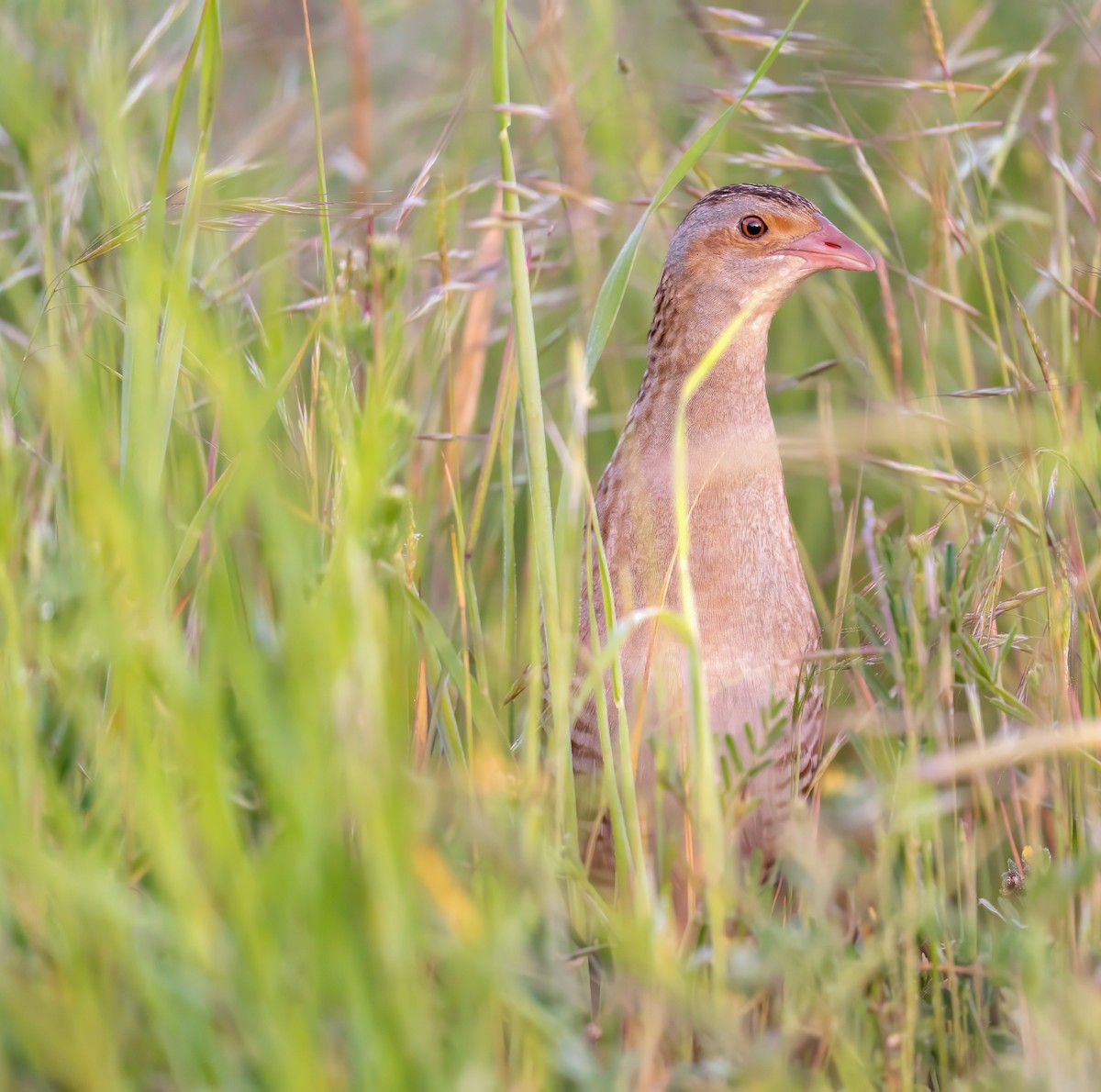 Corn Crake - ML638092658