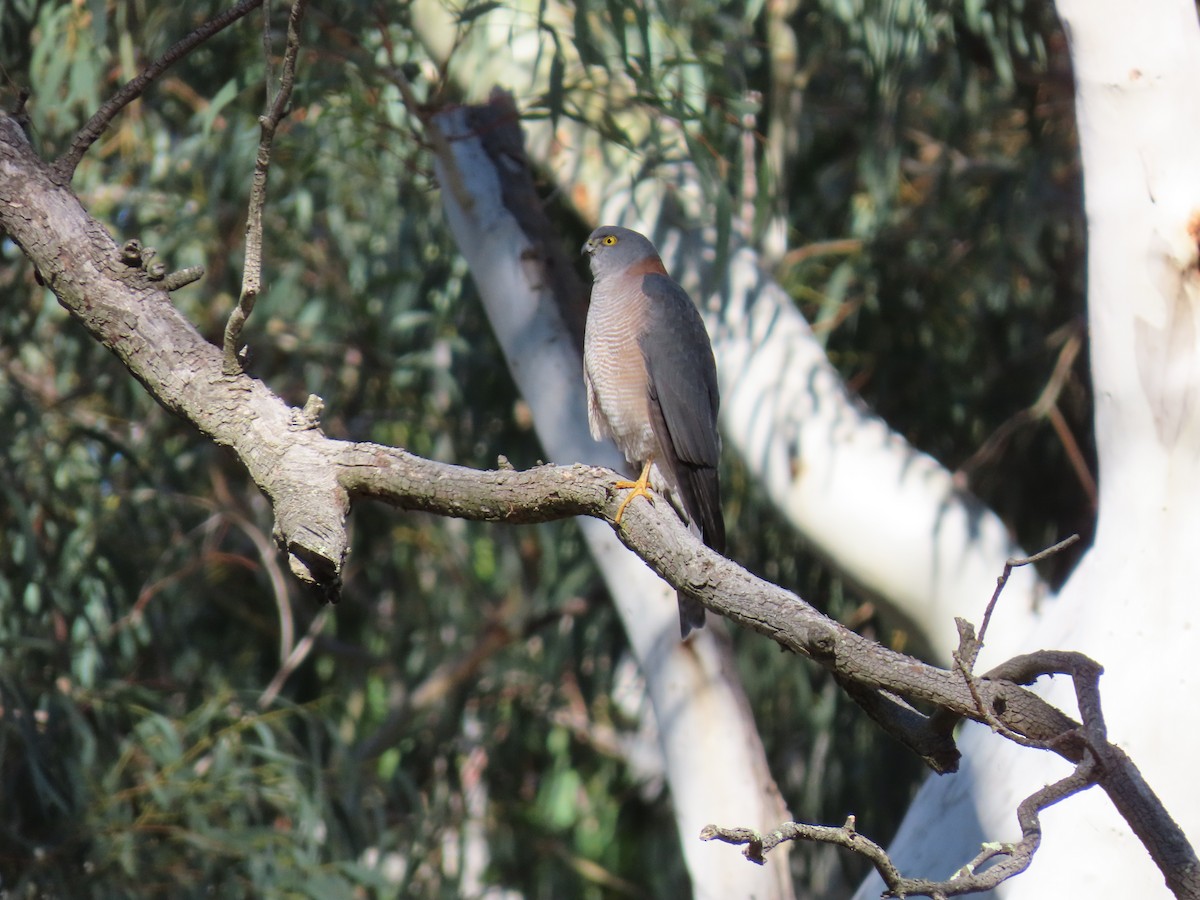 Collared Sparrowhawk - ML638092666