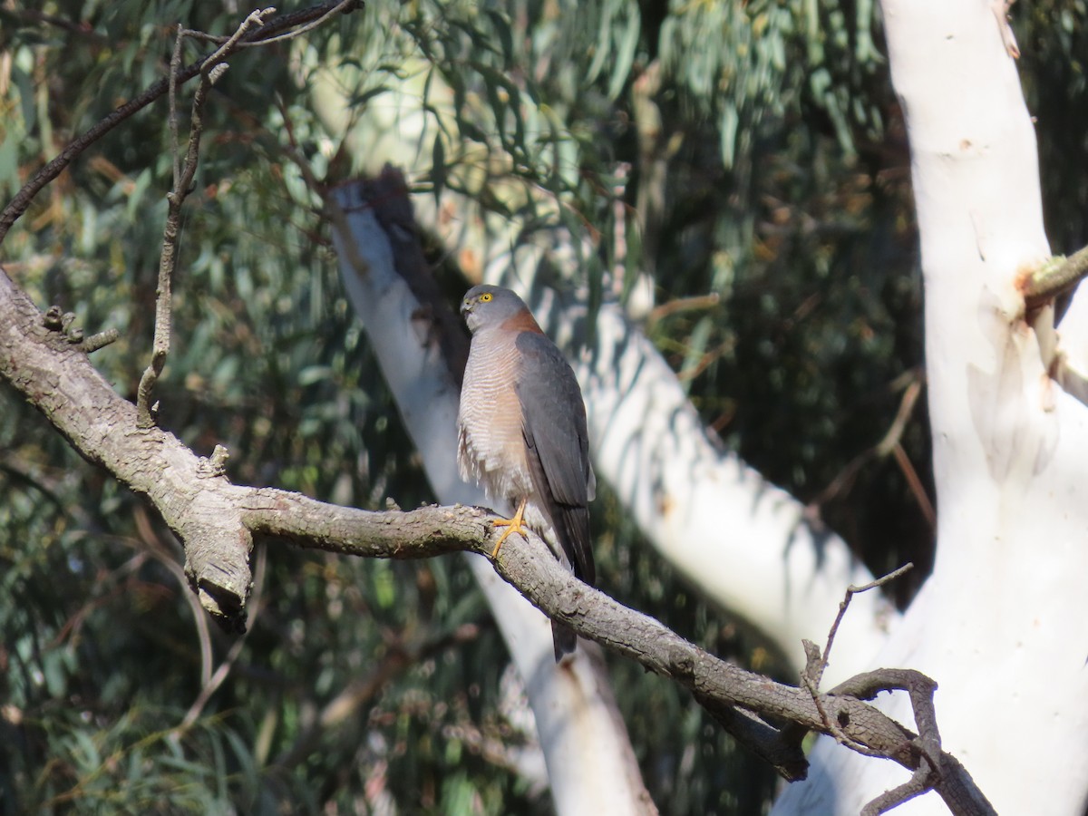 Collared Sparrowhawk - ML638092667