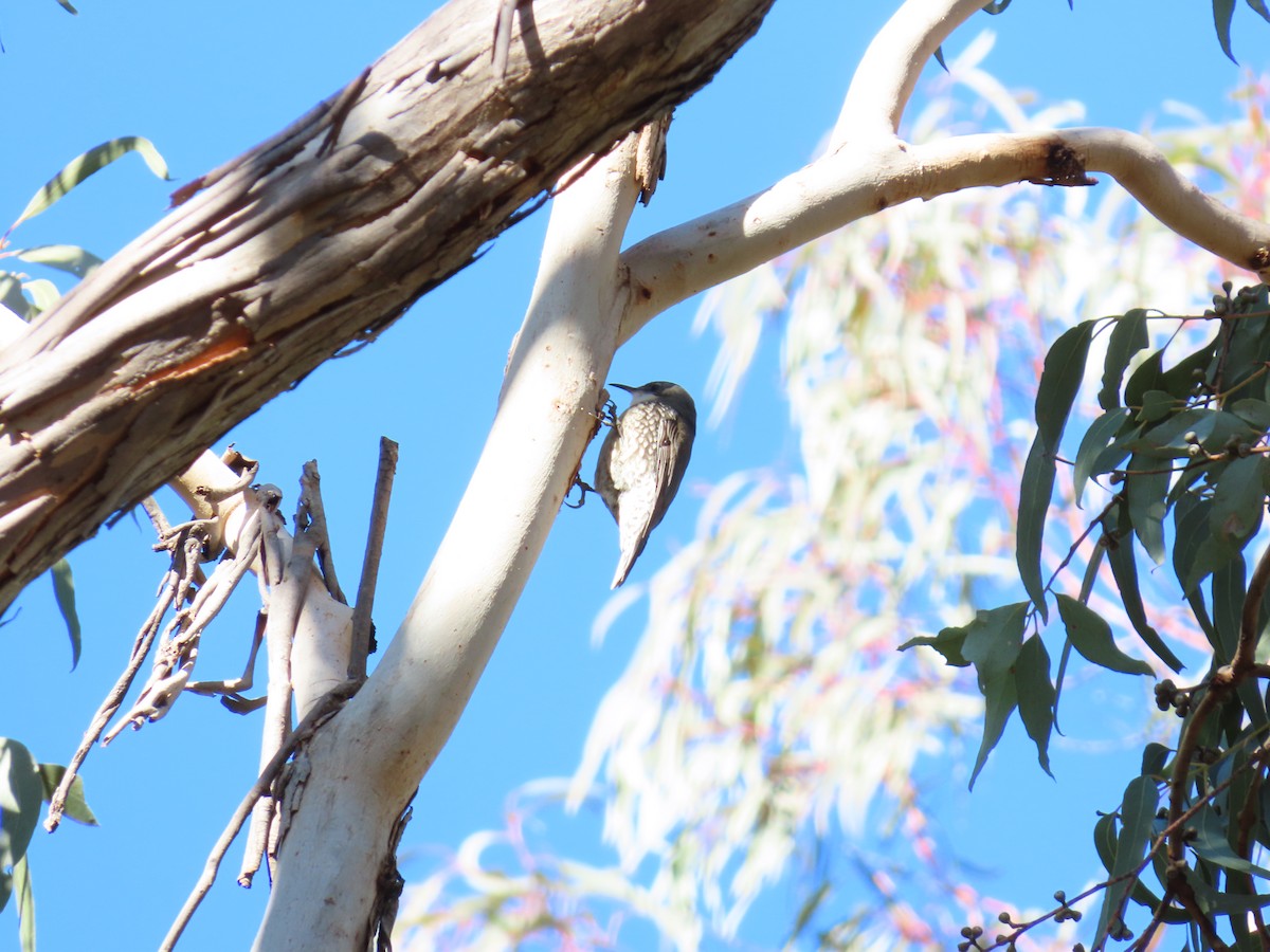 White-throated Treecreeper - ML638092668