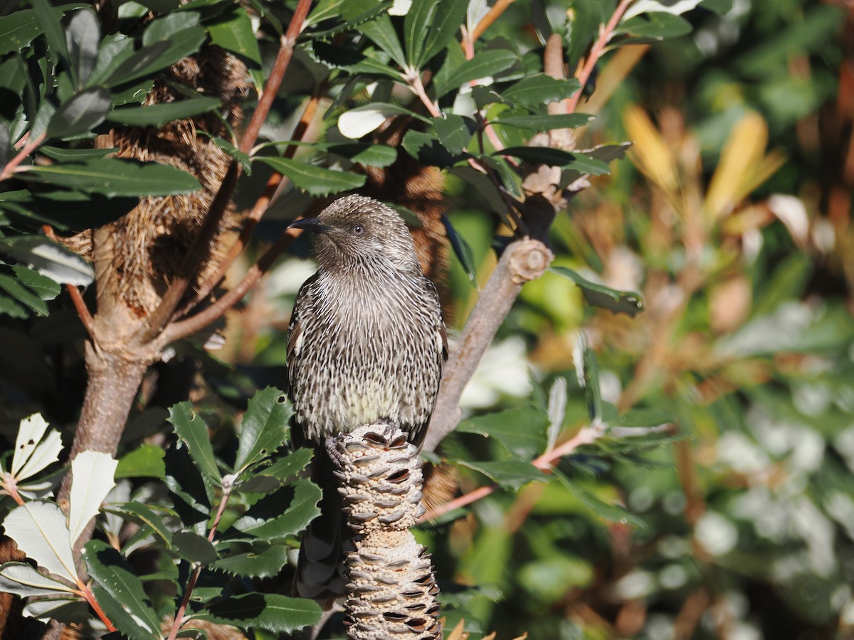Méliphage à gouttelettes - ML638092685