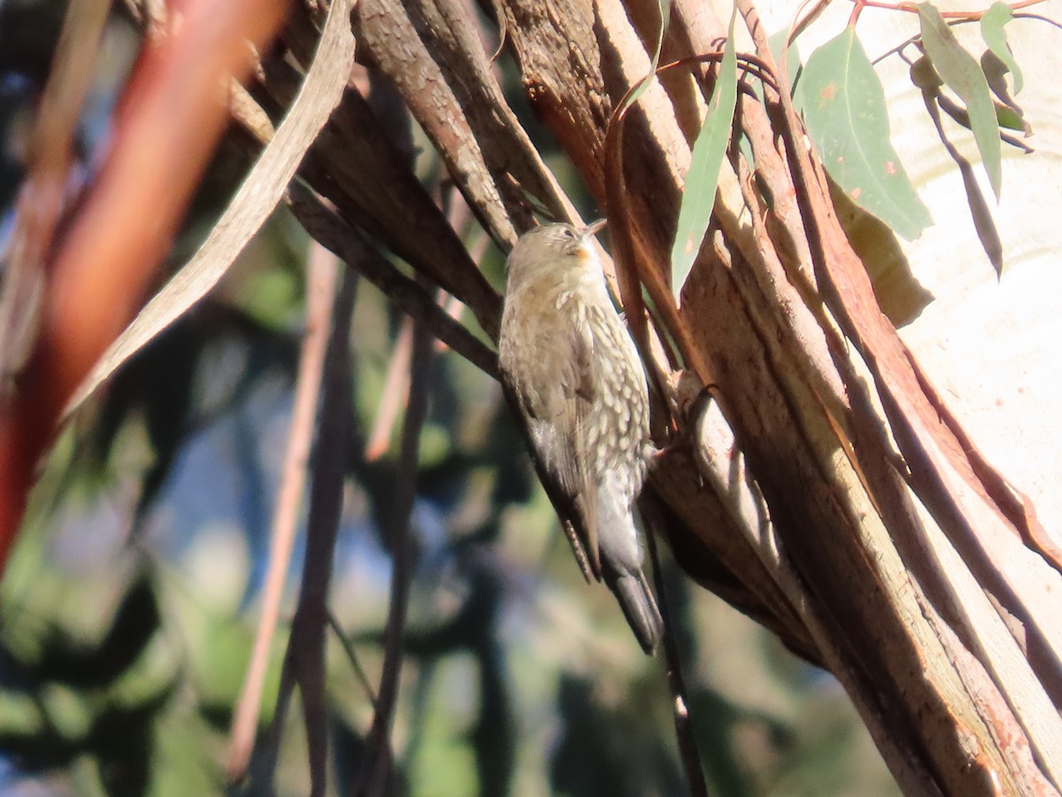 White-throated Treecreeper (White-throated) - ML638092690