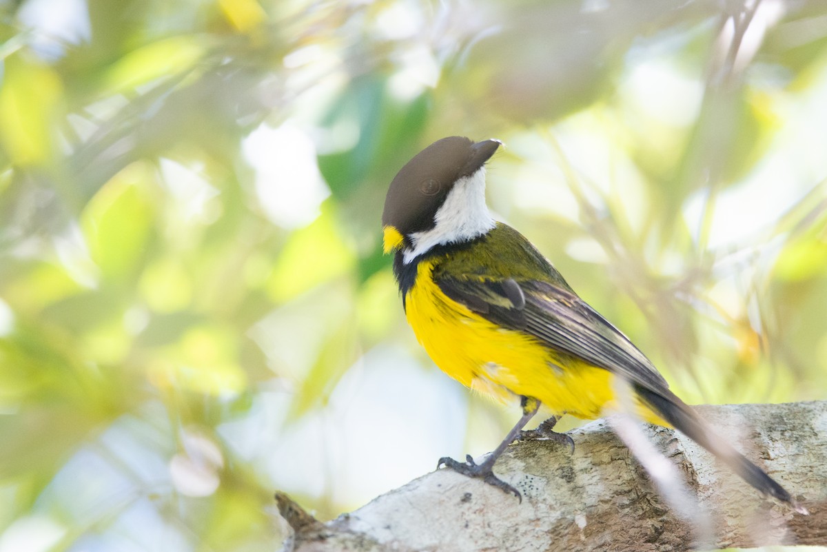 Golden Whistler (Eastern) - ML638092703