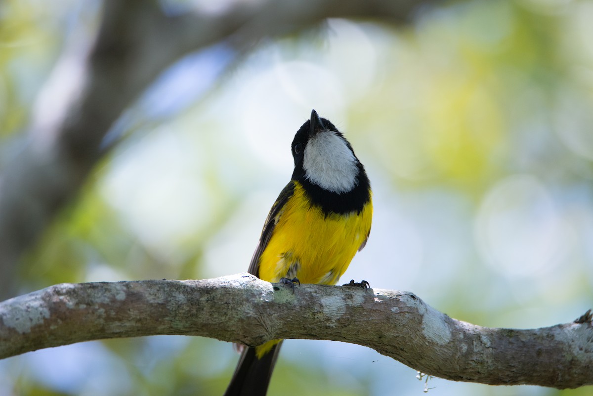 Golden Whistler (Eastern) - ML638092704