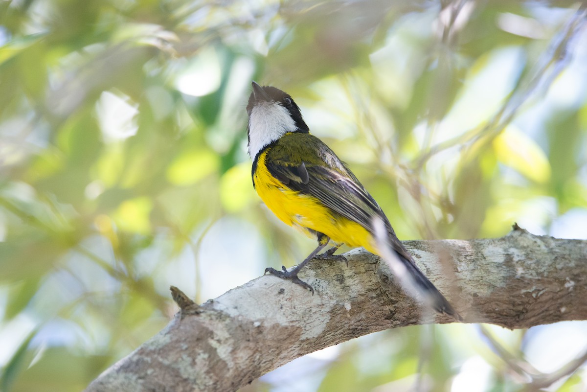 Golden Whistler (Eastern) - ML638092705