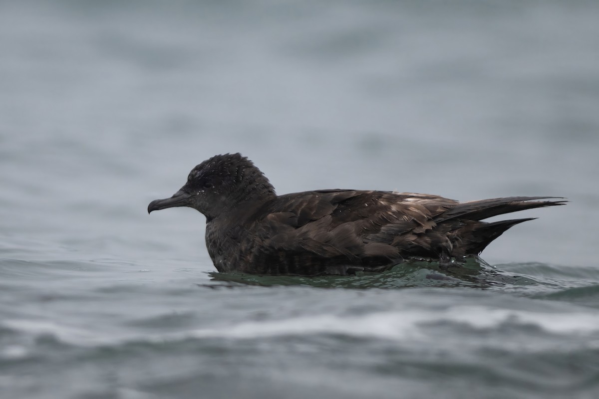 Short-tailed Shearwater - ML638092711