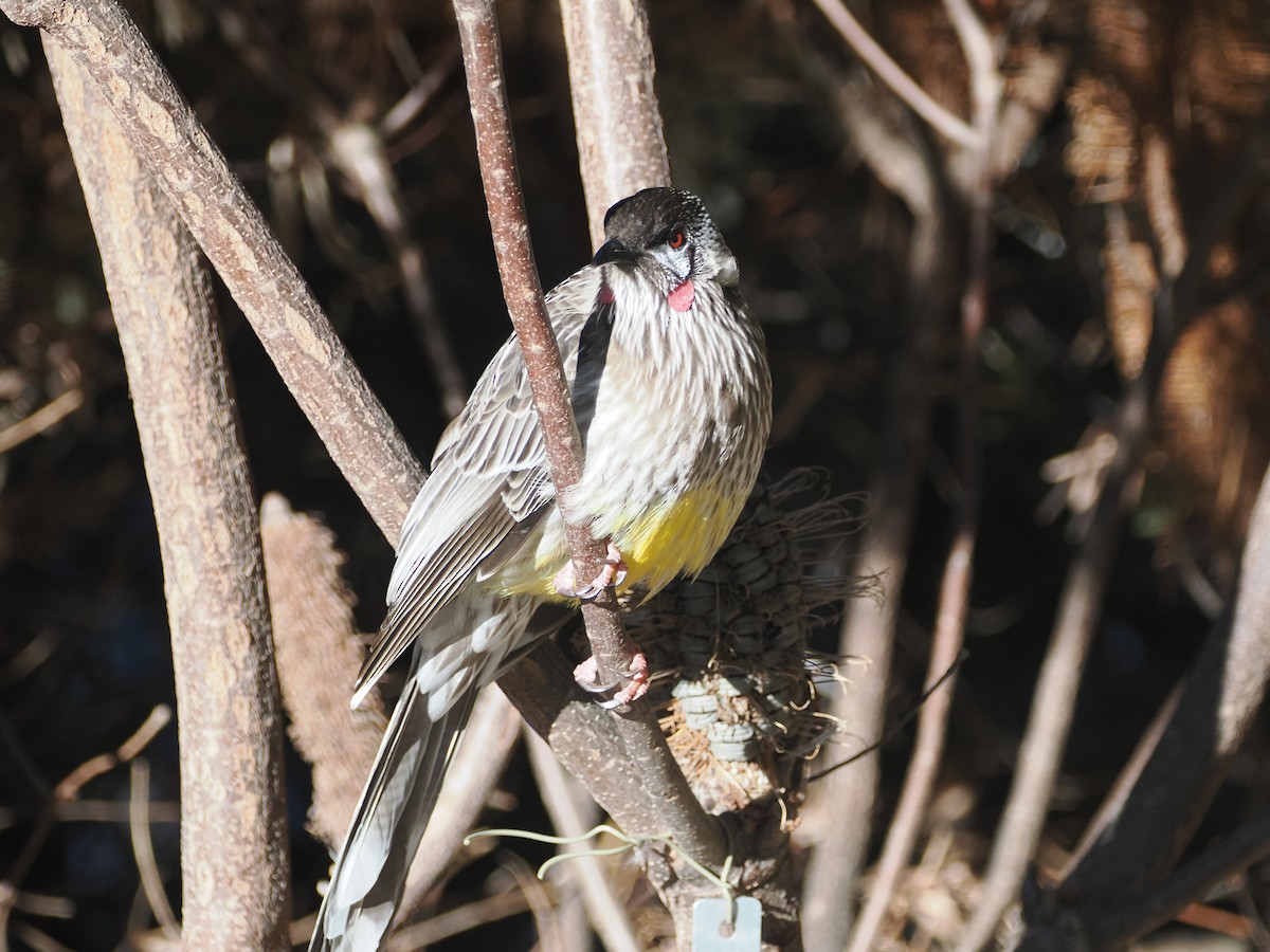 Méliphage barbe-rouge - ML638092712