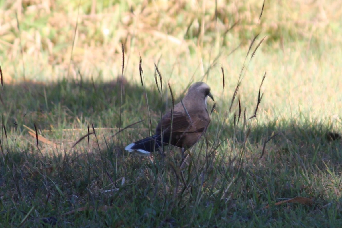 Gray-crowned Babbler - ML638092713