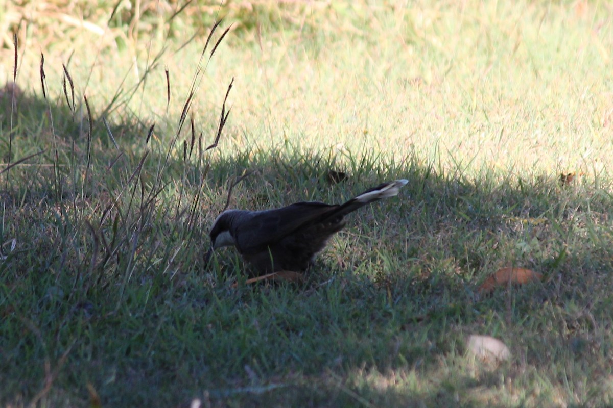 Gray-crowned Babbler - ML638092717