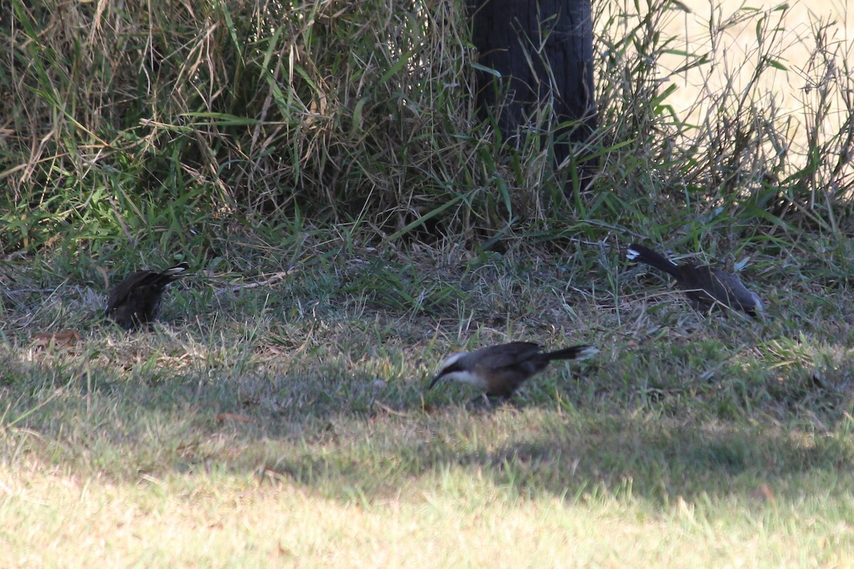 Gray-crowned Babbler - ML638092723